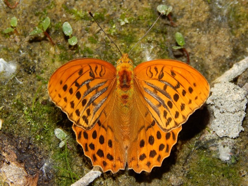 Nymphalidae del 16-6-13 parco del ticino